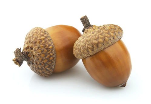 Simple macro image of an acorn.