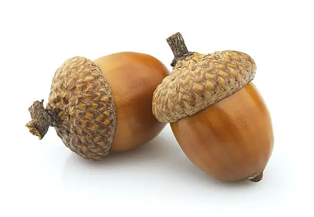 Photo of Two acorns