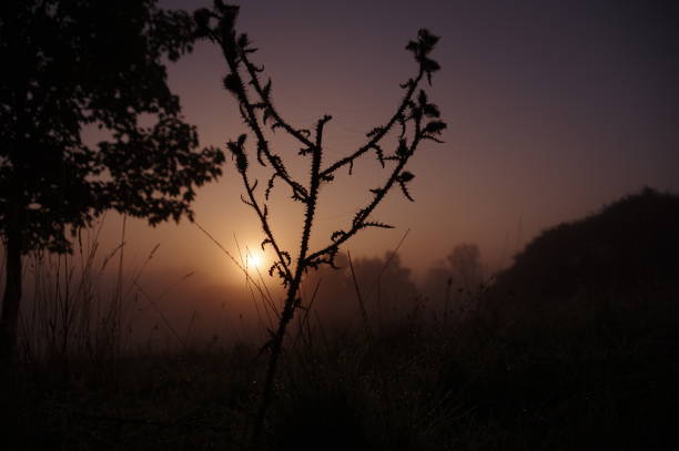 Misty heath Misty morning in the heath area cold Brunssummerheide rustige scène stock pictures, royalty-free photos & images