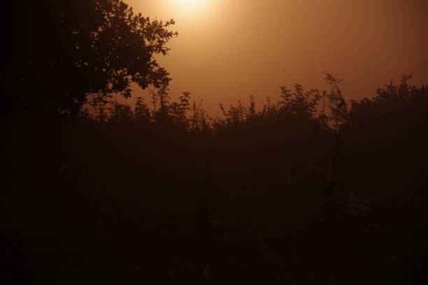 Misty heath Misty morning in the heath area cold Brunssummerheide rustige scène stock pictures, royalty-free photos & images