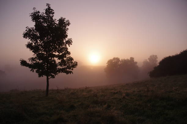 Misty heath Misty morning in the heath area cold Brunssummerheide rustige scène stock pictures, royalty-free photos & images