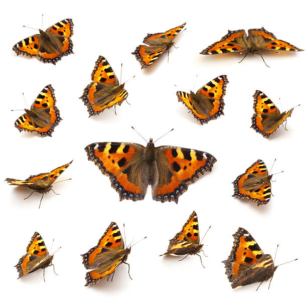 Butterflies on white The Small Tortoiseshell Butterflys  small tortoiseshell butterfly stock pictures, royalty-free photos & images