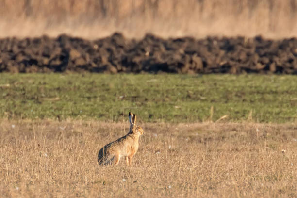 istock European Brown Hare (Lepus europeaus) hiding in field spring time 1132557487