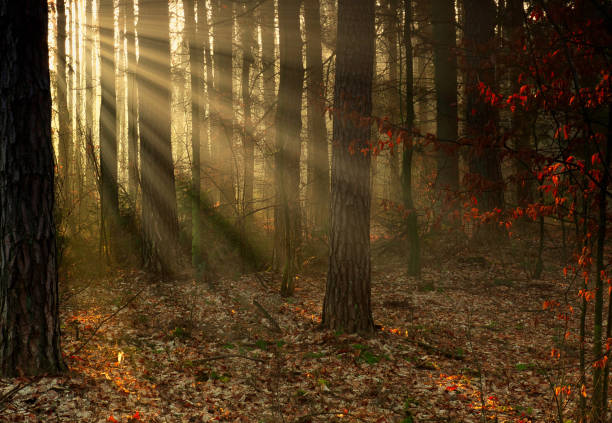 太陽の最初の光線の森 - forest sunbeam tree light ストックフォトと画像