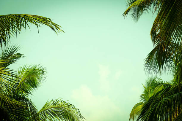 istock Vintage toned palm tree over sky background summer 1132559134