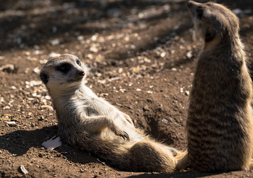 Side view of an adorable meerkat coming out of a hole in the sandy ground at the zoo during a sunny summer day