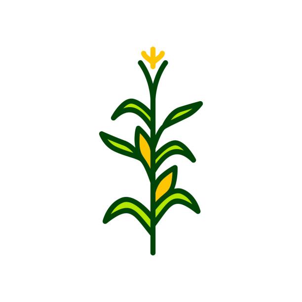 ilustraciones, imágenes clip art, dibujos animados e iconos de stock de árbol de maíz vector icono ilustración color - maíz zea