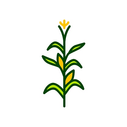 corn tree vector icon illustration color