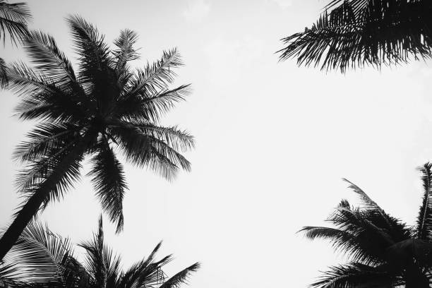 istock Vintage toned palm tree over sky background summer 1132559926