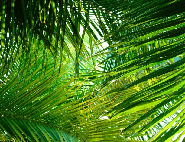 istock Vintage toned palm tree over sky background summer 1132559982