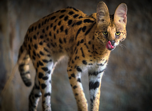 gato salvaje Serval con su lengua fuera photo