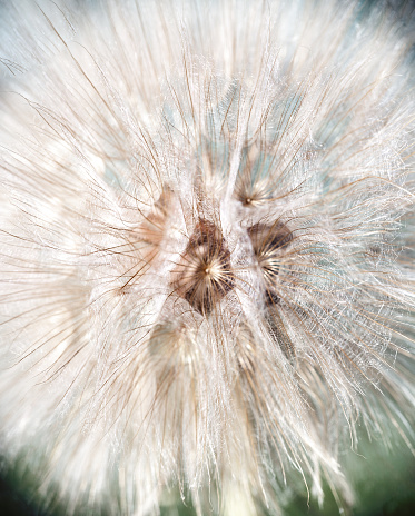 Blurry background with white fluffy dandelion. Abstract white flower seeds, light softness natural texture. Floral pattern with blowball head, soft focus