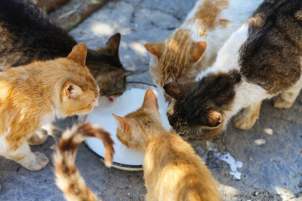 istock street cats are drinking milk 1132563317