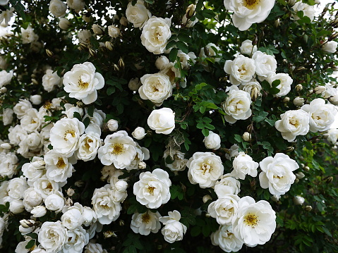 White shrub roses spread large buds (flowers)