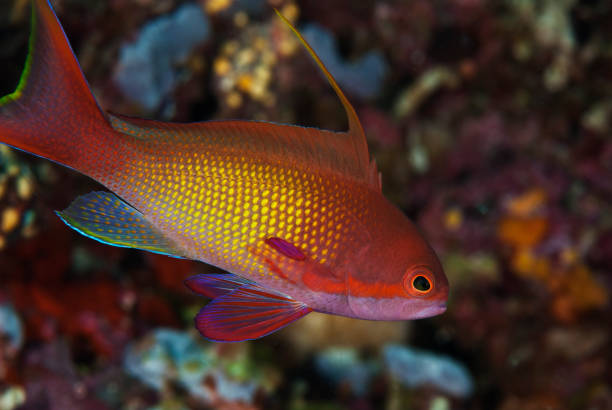 istock Vibrant rainbow colored tropical fish in profile. 1132565494