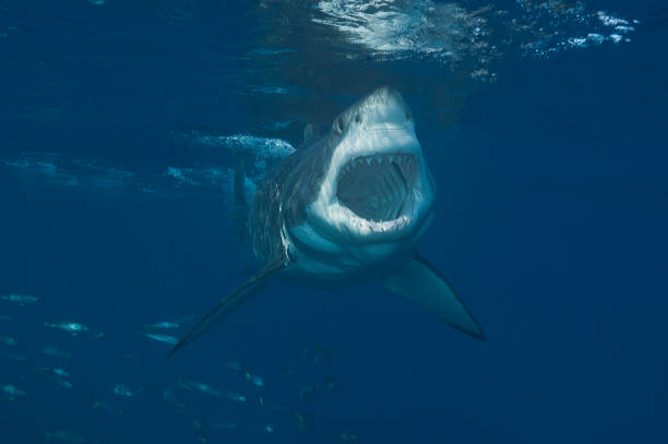 Great White Shark on the attach showing mouth wide open. A great white shark in full attack coming right at you.  You can see all the teeth and down into the gullet. great white shark stock pictures, royalty-free photos & images