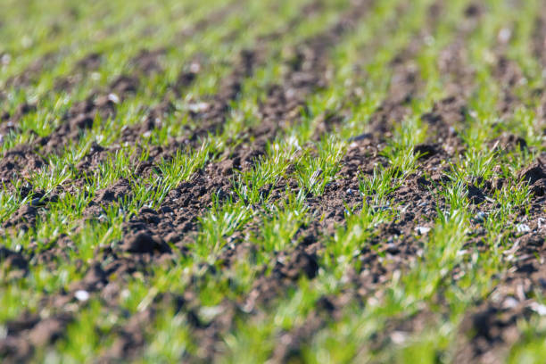 istock Green fields with young wheat sprouts at sunrise green wheat, spring agricultural sunrise 1132566413