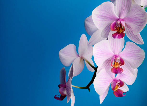 istock Branch with pink flowers orchids isolated on blue 1132569048