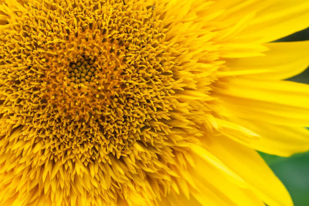 istock Flower sunflower bright bloom. 1132569230