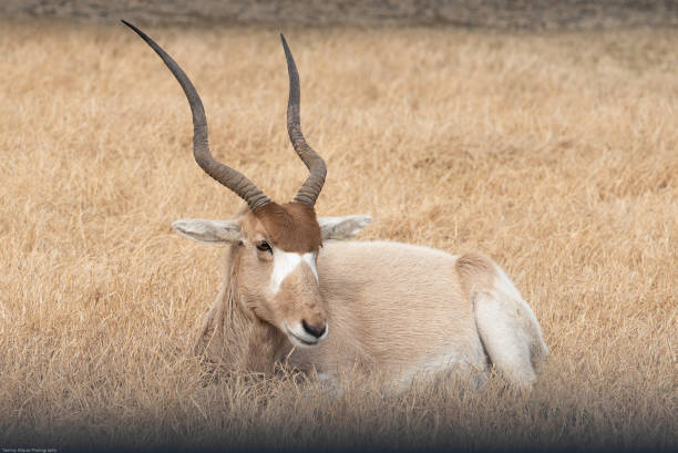 wilde afrikanische tiere im naturaufbau - gemsbok antelope mammal nature stock-fotos und bilder