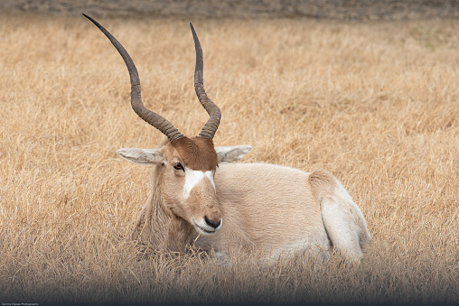 The sambar deer (Rusa unicolor)