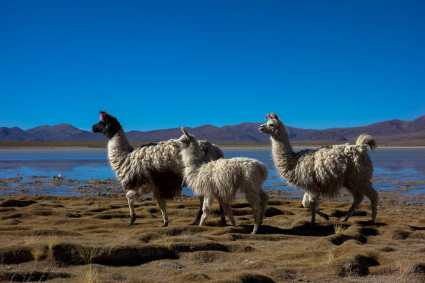 istock Tree Alpacas near Salar de Uyuni, Boliva 1132569568