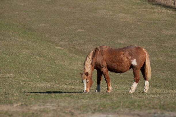 istock brown horse grazing in a meadow 1132569617
