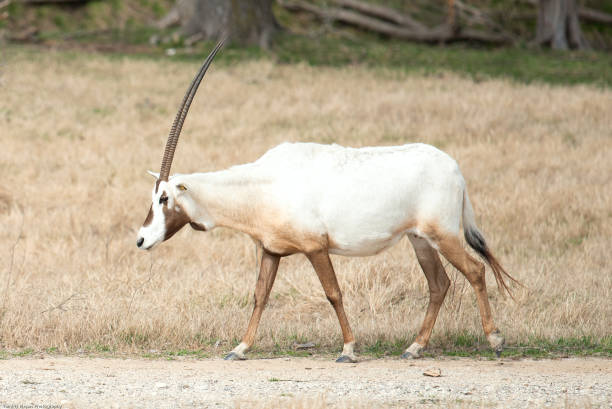 istock Wild African Animals in Natural Setting 1132569623