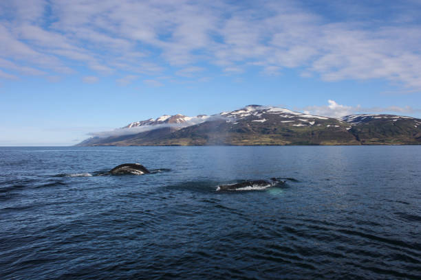 Two Humpback Whales while whale watching in Dalvik, Iceland Two Humpback Whales while whale watching in Dalvik, Iceland iceland whale stock pictures, royalty-free photos & images