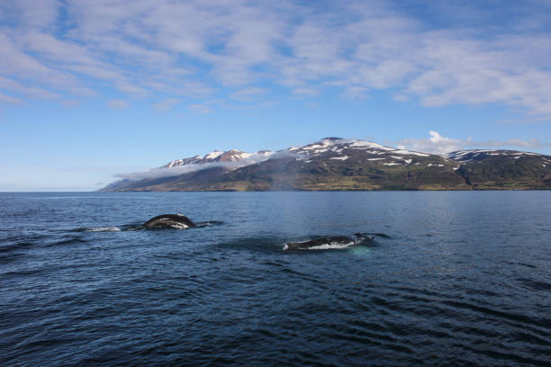 dwa humbaki podczas obserwacji wielorybów w dalvik, islandia - nordic countries europe island fjord zdjęcia i obrazy z banku zdjęć