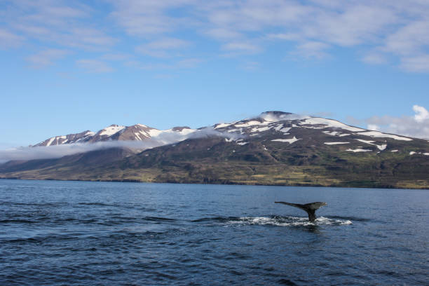 wielki humbak fuks w dalvik, islandia - nordic countries europe island fjord zdjęcia i obrazy z banku zdjęć