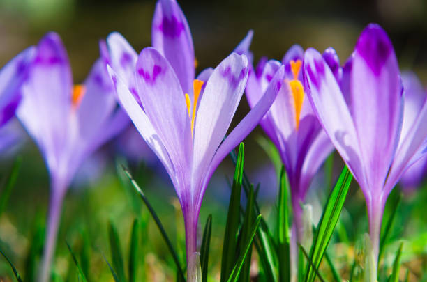 istock Purple flower in nature. 1132572322