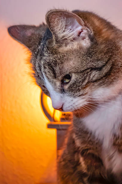 istock Gray tabby domestic cat, who is dreamily looking. 1132573072