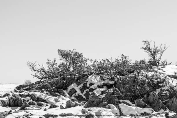 ©Denise Vasquez Photography