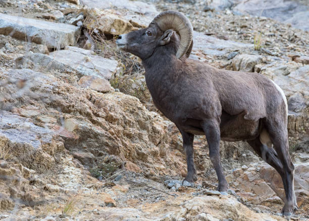istock Wild Colorado Rocky Mountain Bighorn Sheep 1132576654