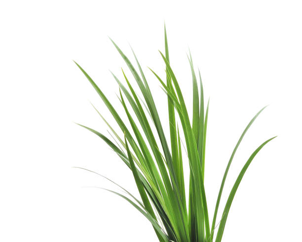 istock Bunch of green grass. 1132577267