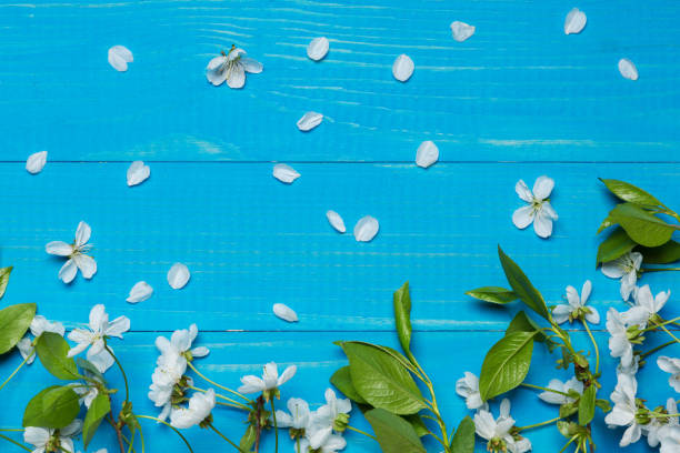 istock on blue boards cherry blossom branches, white flowers, spring concept 1132578483