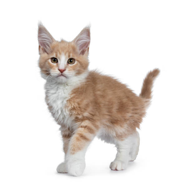istock Bold cute creme with white Maine Coon cat kitten standing / walking side ways. Looking straight at camera with brown curious eyes. Isolated on white backround. Tail fierce in air. 1132578820