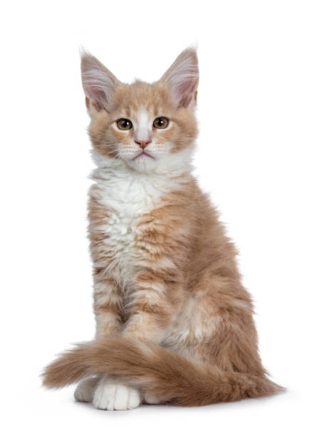 istock Bold cute creme with white Maine Coon cat kitten sitting hlf side ways facing front. Looking at camera with brown curious eyes. Isolated on white backround. Tail curled around front paws. 1132578829