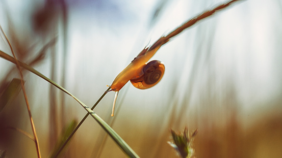 Snail hangs on the blade of grass