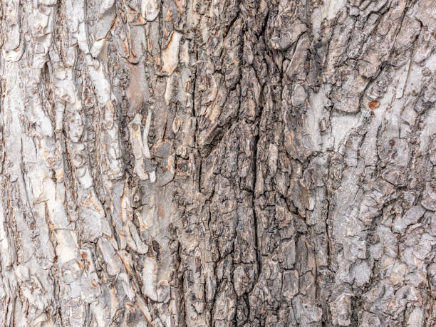 istock The bark of an old tree. Larch bark. 1132579868