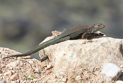 Lilford's Wall Lizard (Podarcis lilfordi) adult resting on rock\