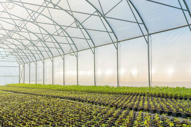 istock Young plants growing in a greenhouse 1132582898
