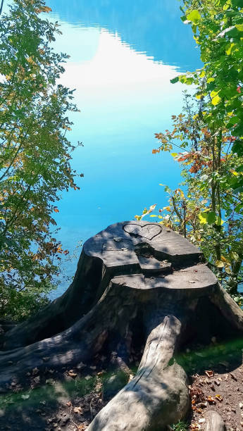 istock Heart shape on a tree stump by lake 1132583876