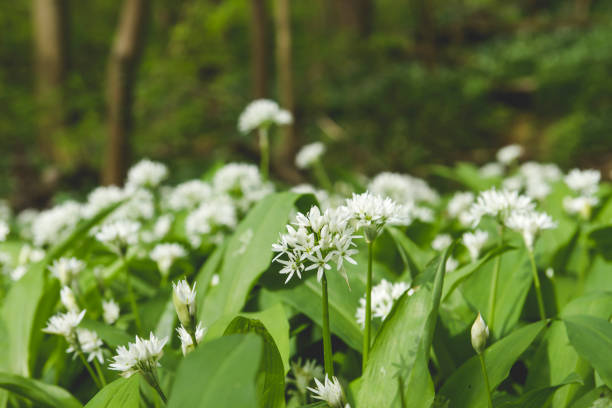 Wild garlic in a forest Bear's garlic growing wild in the green springtime forest ramson stock pictures, royalty-free photos & images