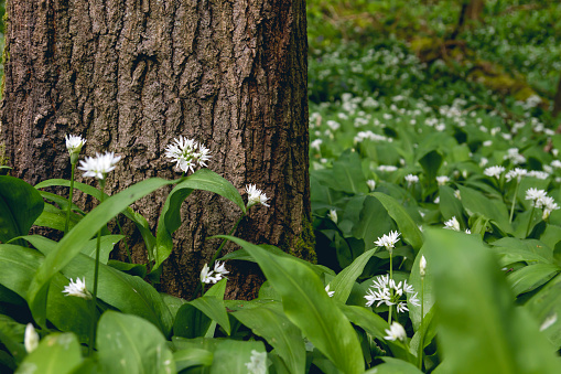 Bear's garlic growing wild in the green springtime forest