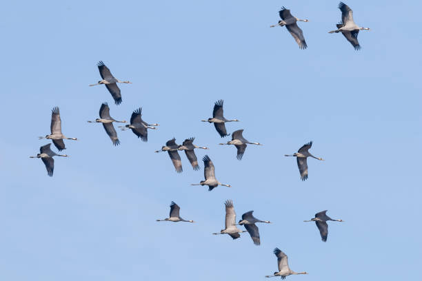 istock Common Cranes in flight blue skies, (Grus grus) migration 1132585104
