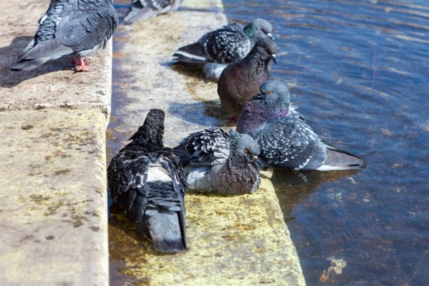 istock pigeons bathe in water on a sunny day 1132585326
