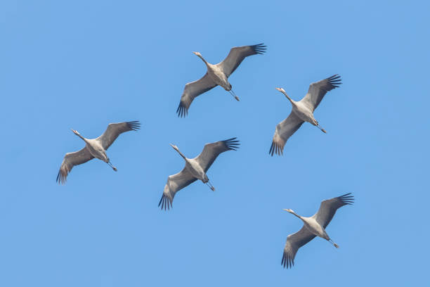 istock Common Cranes in flight blue skies, (Grus grus) migration 1132586711