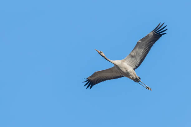 Common Crane in flight blue skies (Grus grus) migration Common Crane in flight blue skies (Grus grus) migration eurasian crane stock pictures, royalty-free photos & images
